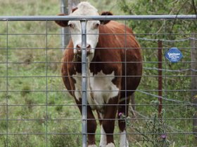 2012-12-09-47 Benson framed by a gate (c) Jason Grossman.jpg